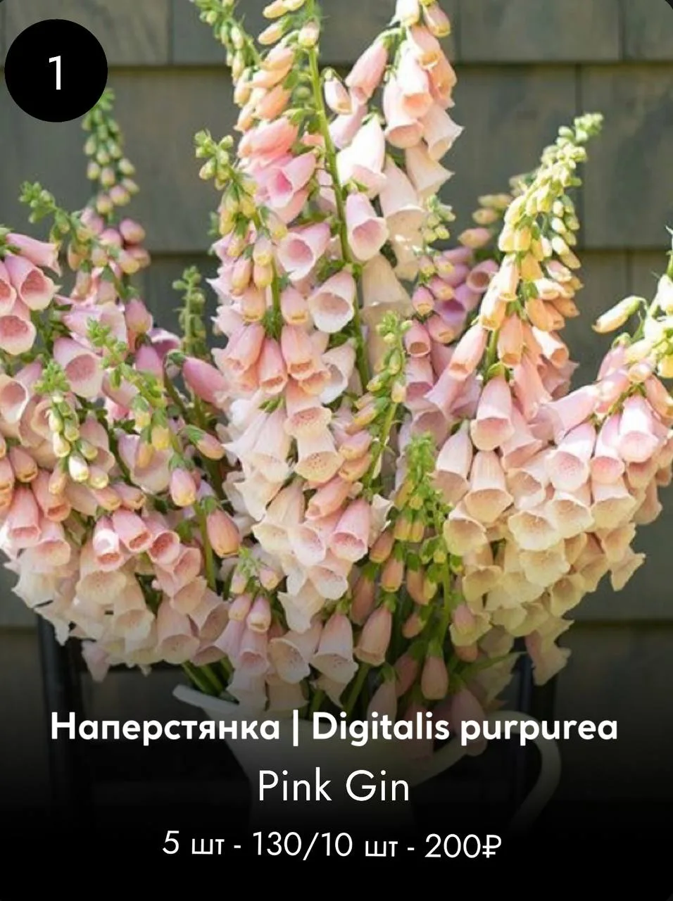 НАПЕРСТЯНКА
М/ от 80  см
Семена в драже, упакованы в колбу, при пересылке не повреждаются

цена указ