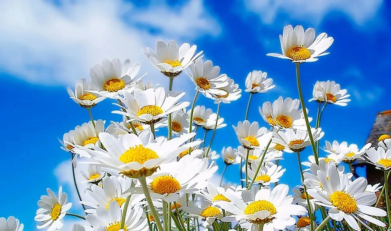 С Днём семьи, любви и верности!🌼