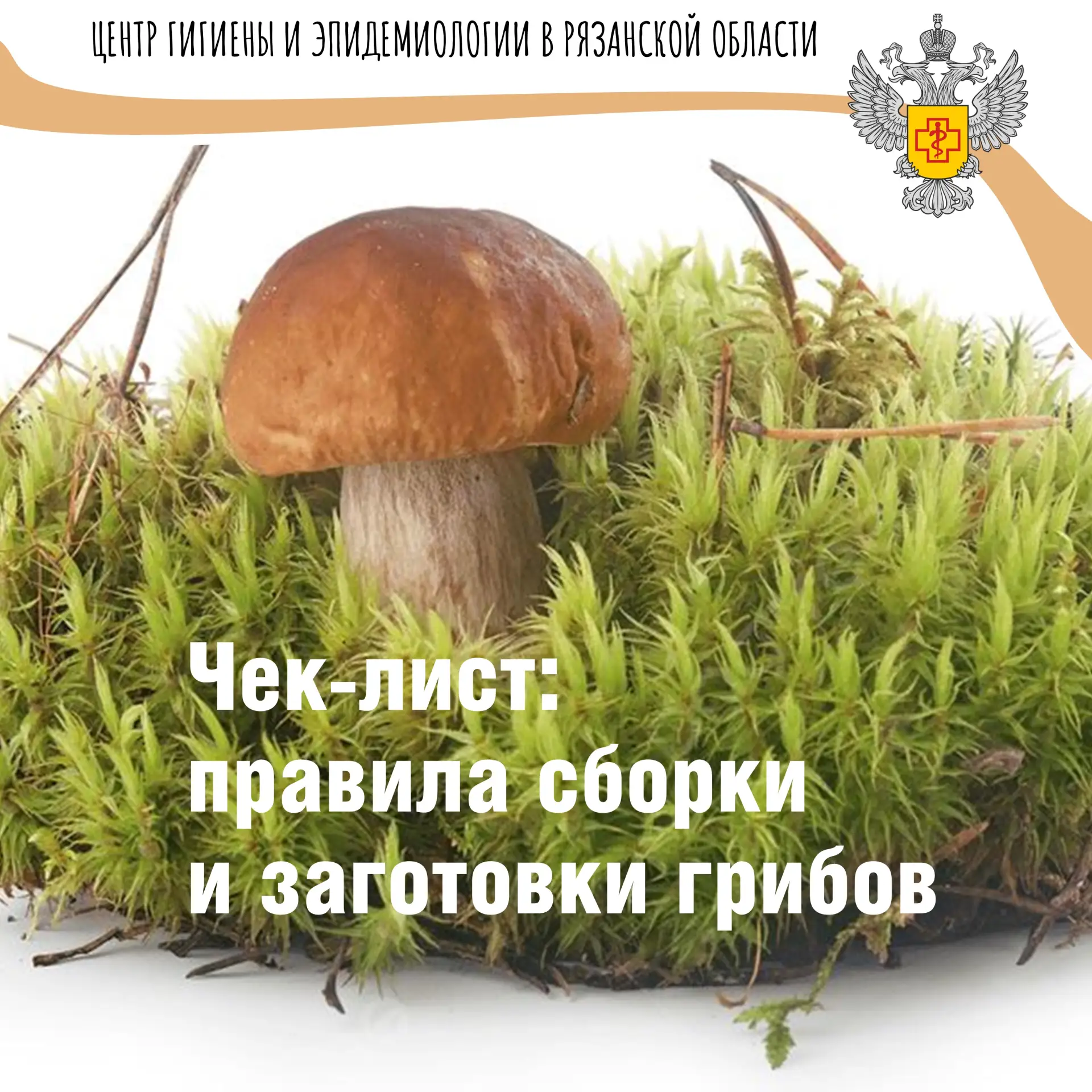 Сбор грибов.