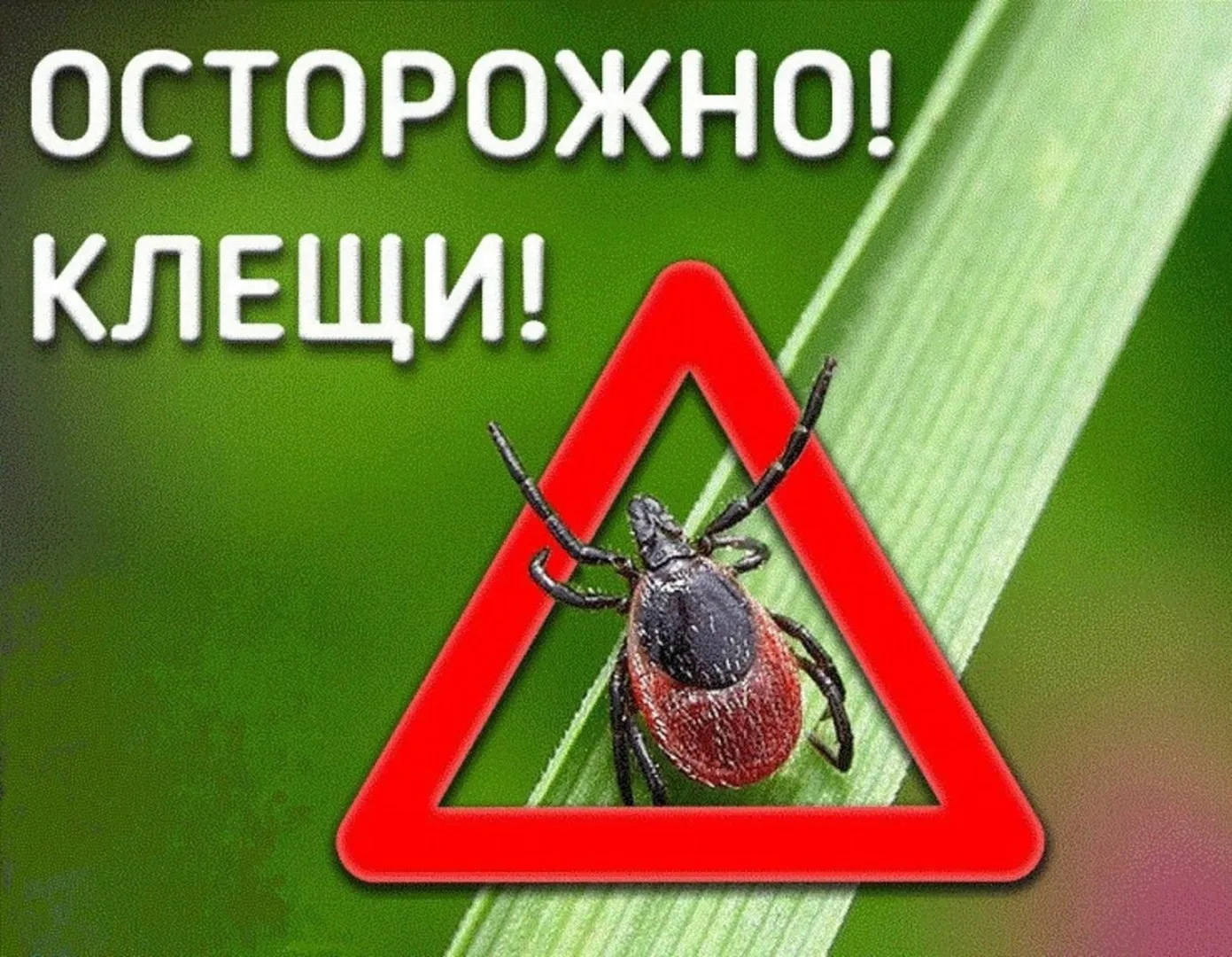 📌🕷🕷Осторожно, клещи! 📌

Сезон активности клещей в самом разгаре. Напоминаем о мерах предосторожн
