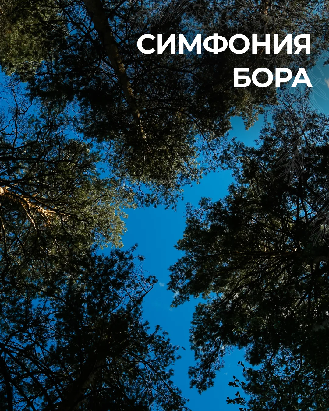🎼 «Симфония бора» и заезд в «Сосны»: 12–14 июня — лето, музыка и отдых среди сосен 🎼