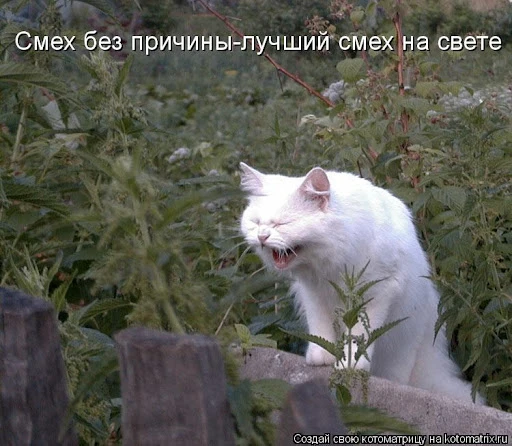 Смех без причины – я заставляю себя хохотать 2 минуты, и уходит тяжесть в груди  Искусственный смех 