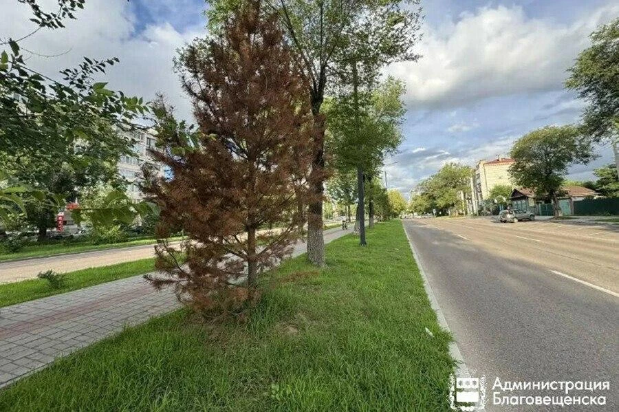 🌲 Благовещенские сосны хандрят после переезда

Часть новых сосен на улицах Горького и Краснофлотско