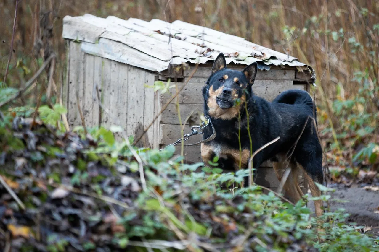 🐕 В Калининграде пройдёт благотворительный аукцион для тех, кто любит животных и иност...