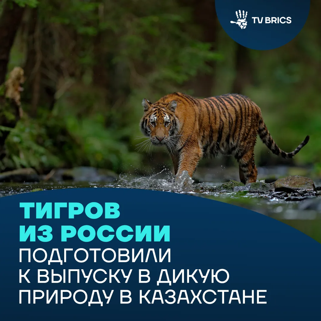 🇰🇿 Переданных Россией амурских тигров выпустят в дикую природу в Казахстане

В государственном при