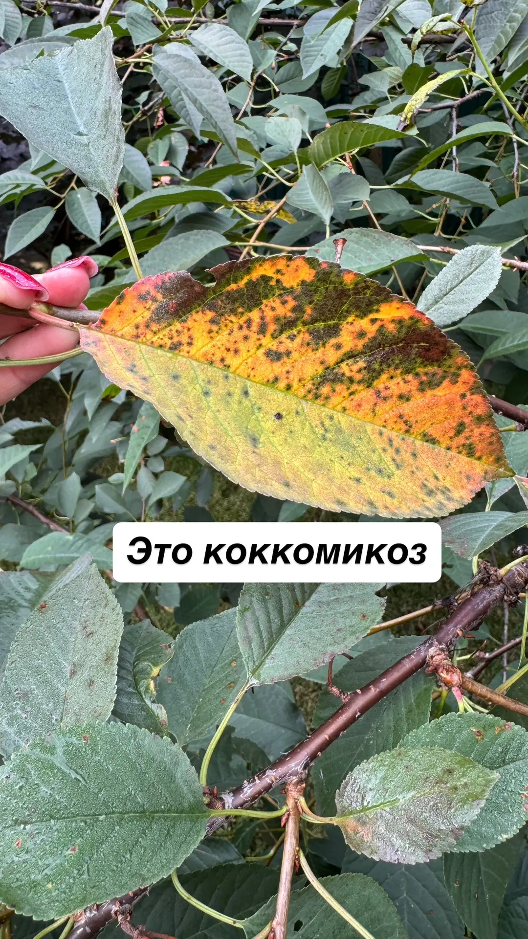 Вишни в пятнах? 
Сейчас это коккомикоз - на листьях вишень и черешень появляются мелкие красновато‑б