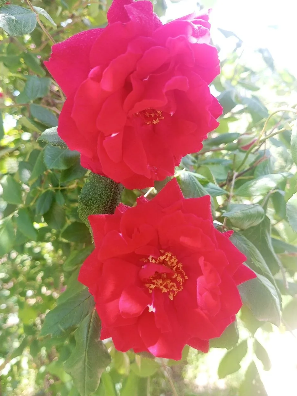 🌺Пока вы вовсю отдыхаете и строите планы на грядущую неделю, мы продолжаем цветочные выходные.  Ваше