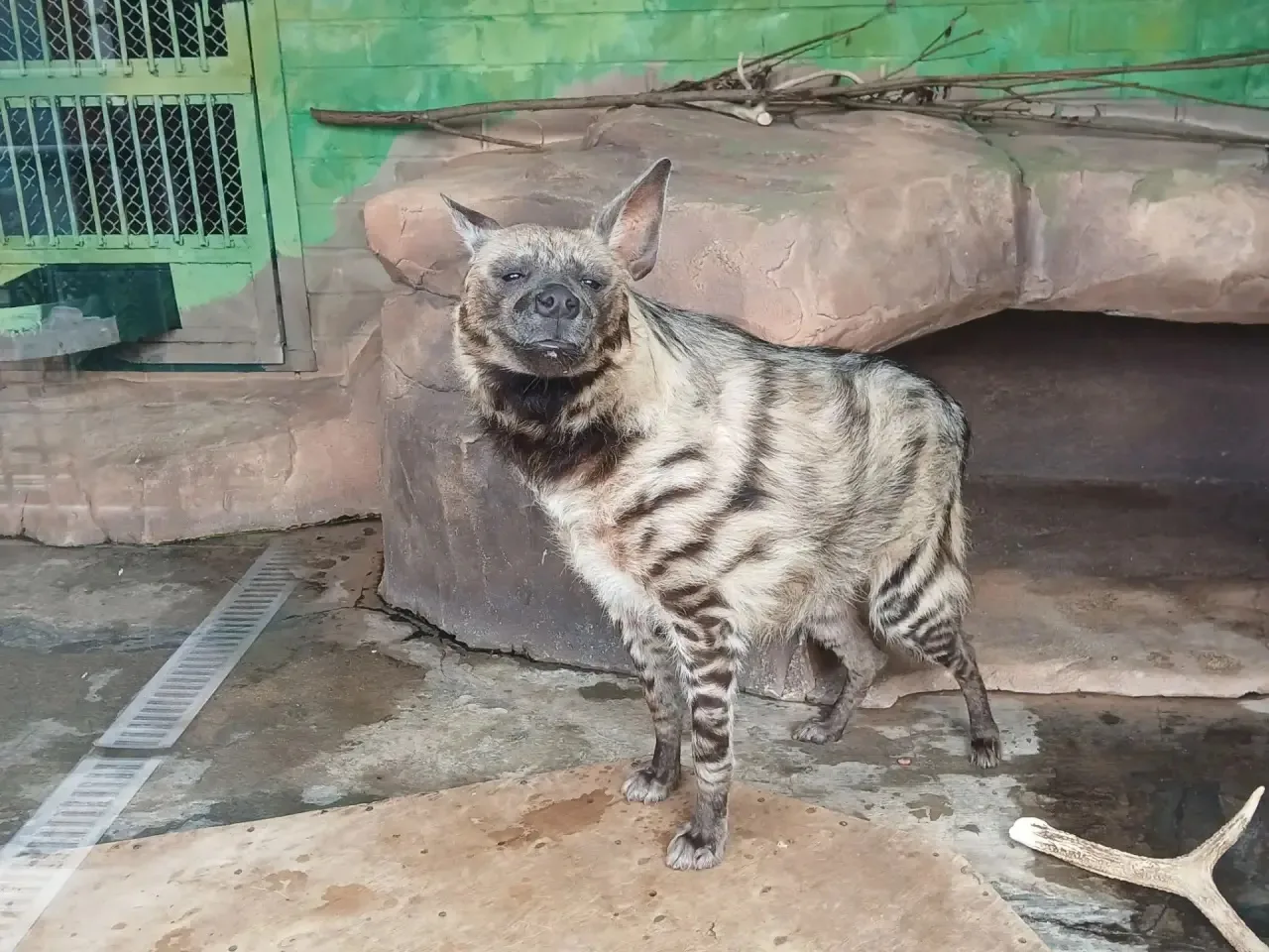 🐾 Екатеринбургский зоопарк — это не просто место обитания животных, но и отличная площ...