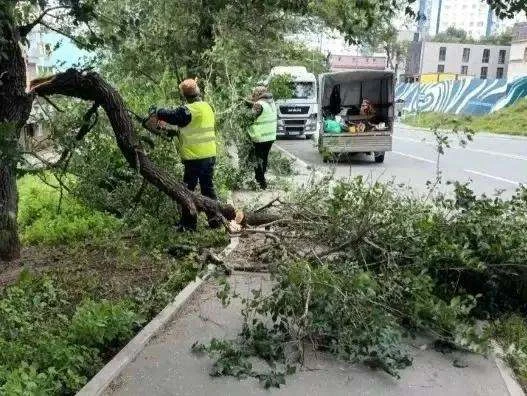 Шквальный ветер валит деревья на улицах Владивостока                                   ...