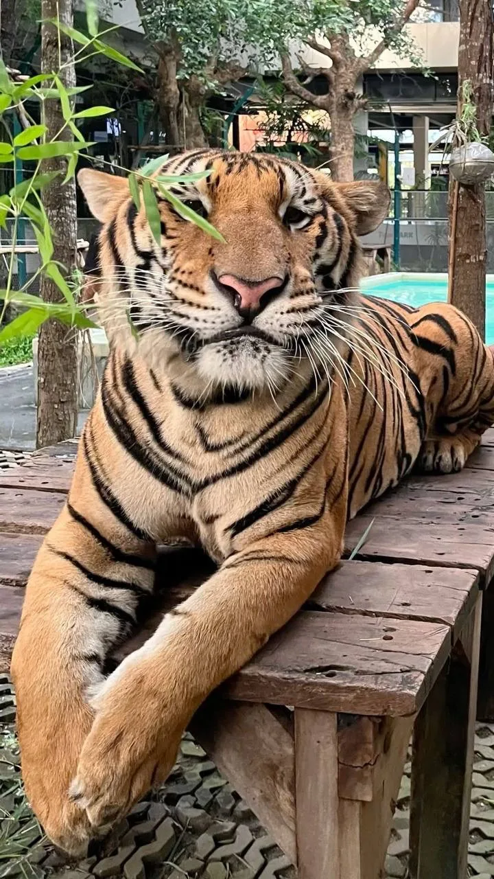 🐅 Самое мстительно животное на Земле — тигр

Одна из известных историй — случай с российским Владим