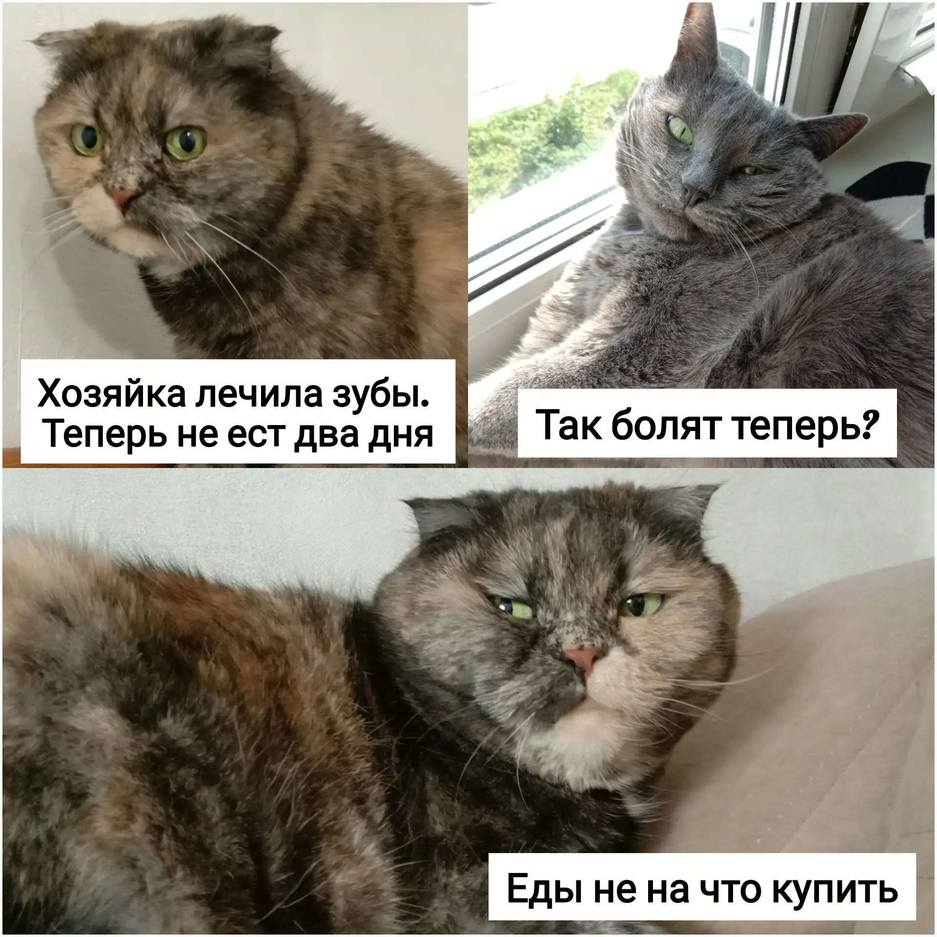 Ну и ладно, котику купила еды,  и хорошо :)