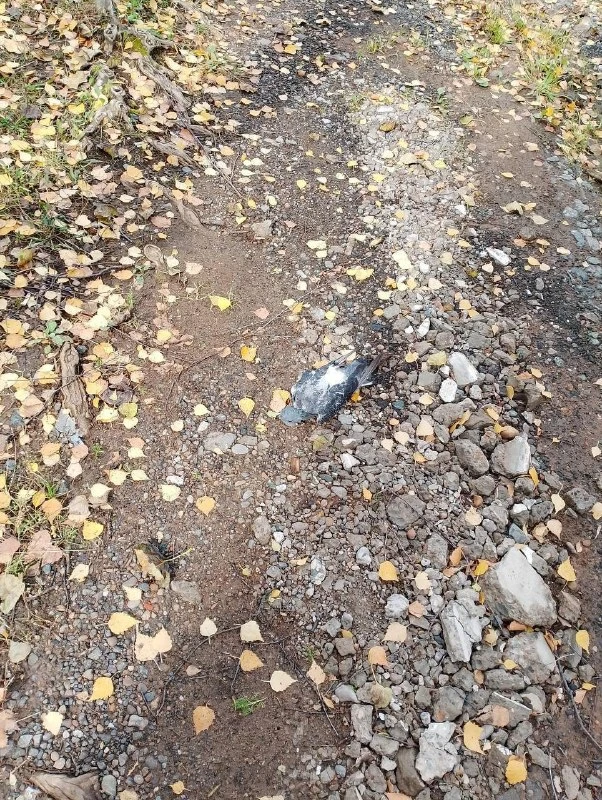 🌳 В Ижевске жители находят погибших голубей в разных районах