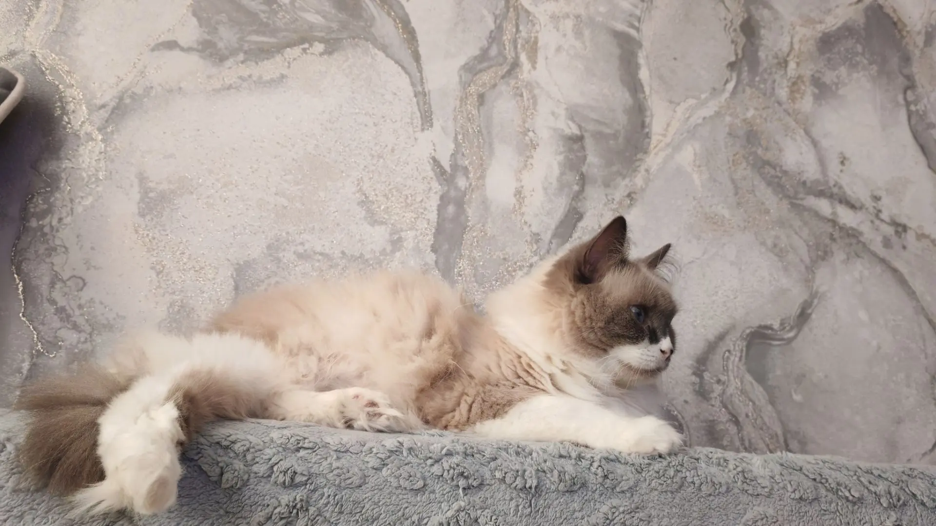 Доброе утро🥰🐾🐱а мы с Умой уже полечили глазик☺