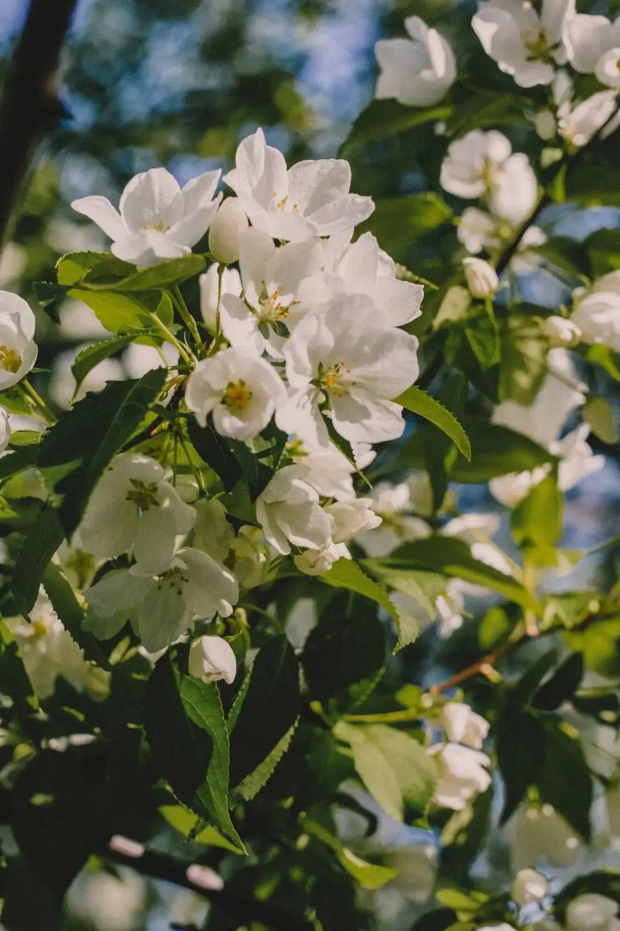 Нежные июньские цветы в объективе Катерины Михеевой😍

📍Кандалакша.