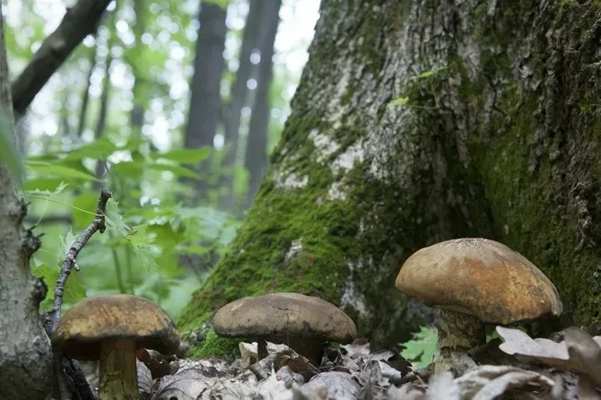 🍄 В ЛНР — разгар грибного сезона