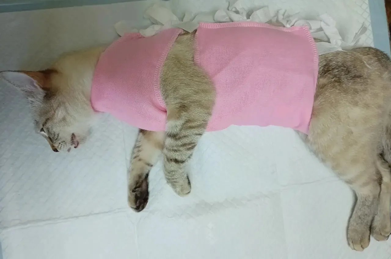 Стерилизация 🐈