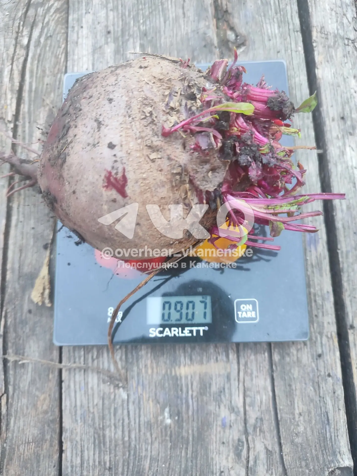 🥔 Вот такой урожай свёклы в этом году, — делится фото подписчик ПвК.