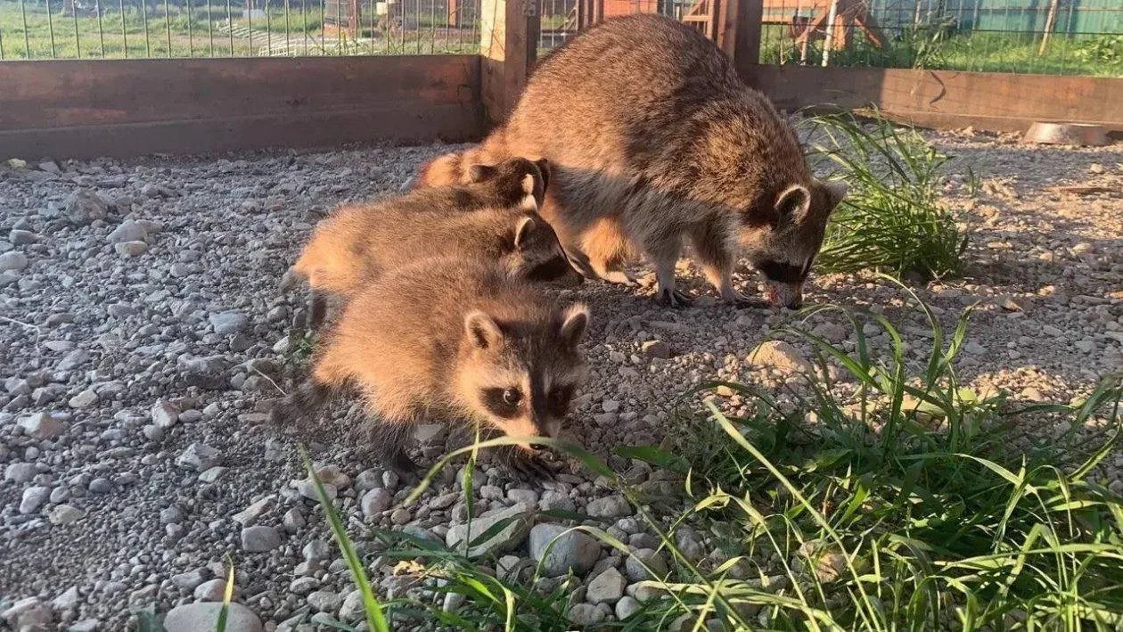 🦝 💕Еноты из Приморья стали примером семейной верности

Ника и Марсик из зоопарка "Чудесный" уже де