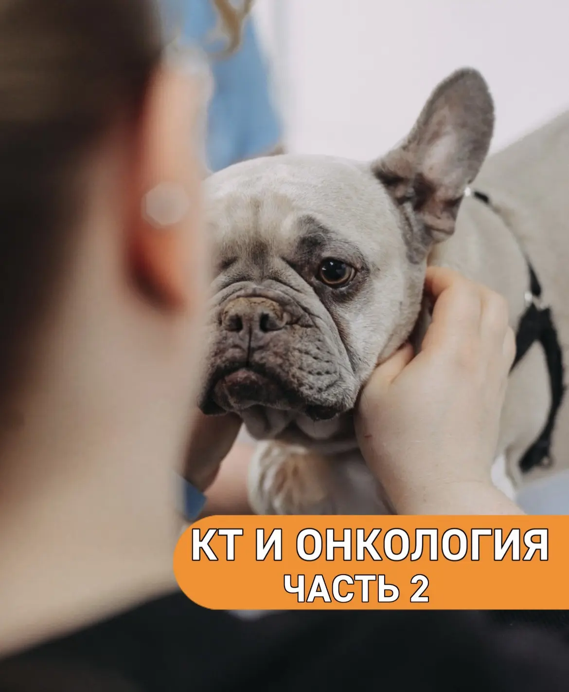 КТ и онкология у животных часть 2:
