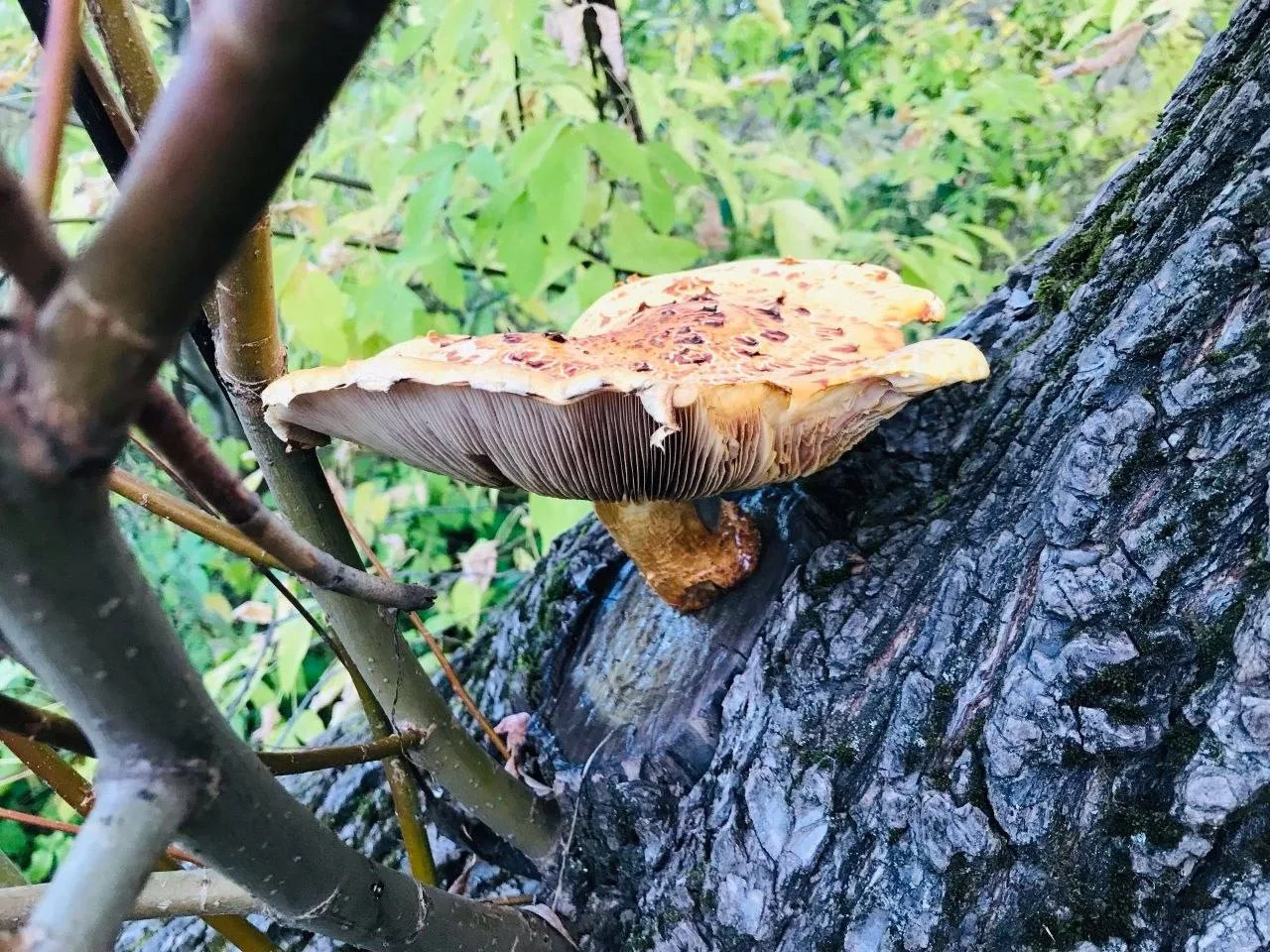 🍄 Вот такой красавец вырос в Медведковском лесопарке