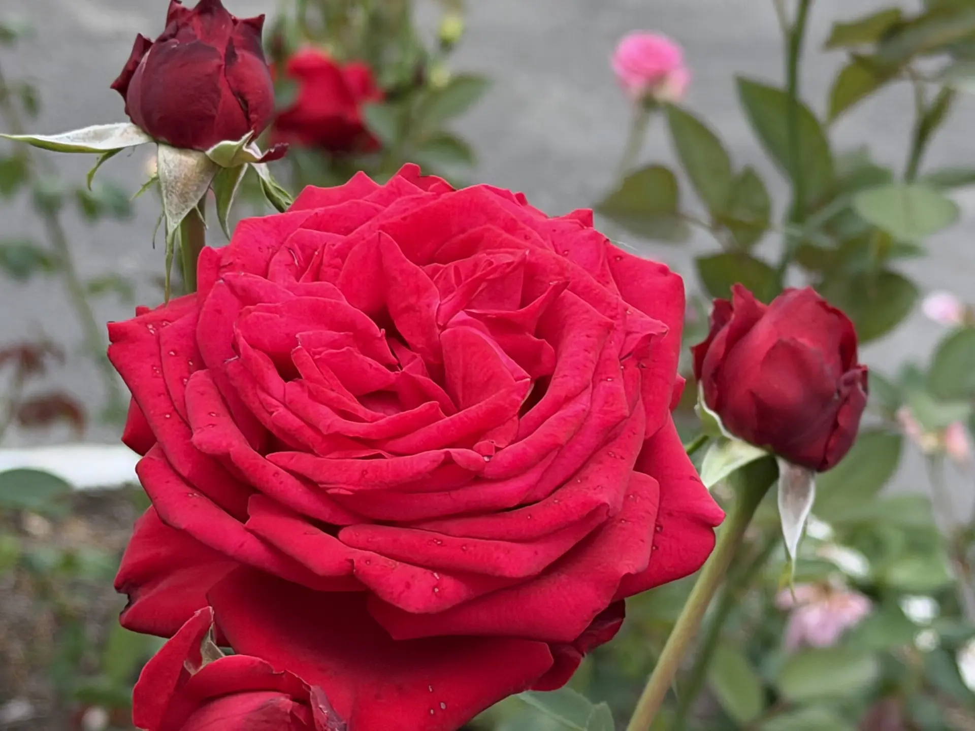 Жалко, что интернет не умеет передавать ароматы 🌹 Территория детского сада  утопает в цветах🌹🥀