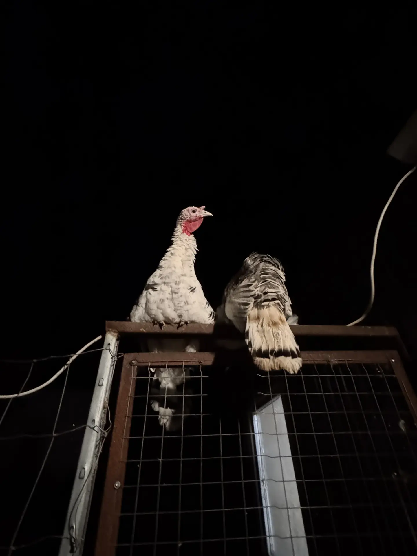 А наши птички укладываются спать) чего и вам желаем 😀