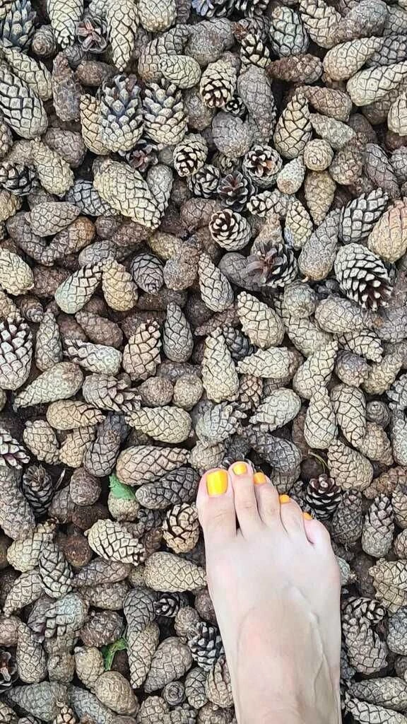 Уникальная «Босоногая экотропа» в Лосином острове. 👣

Необычная и экологичная дорога длиной 3,6 км 