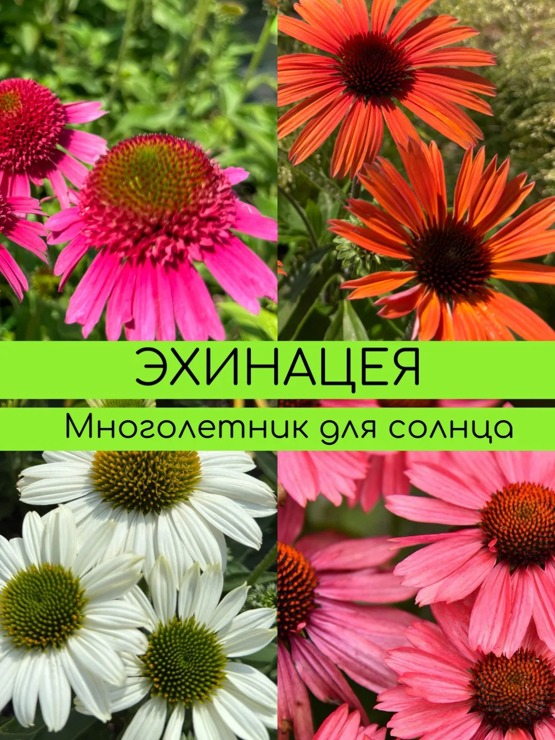 Эхинацея  -  многолетник для клумбы на солнце.