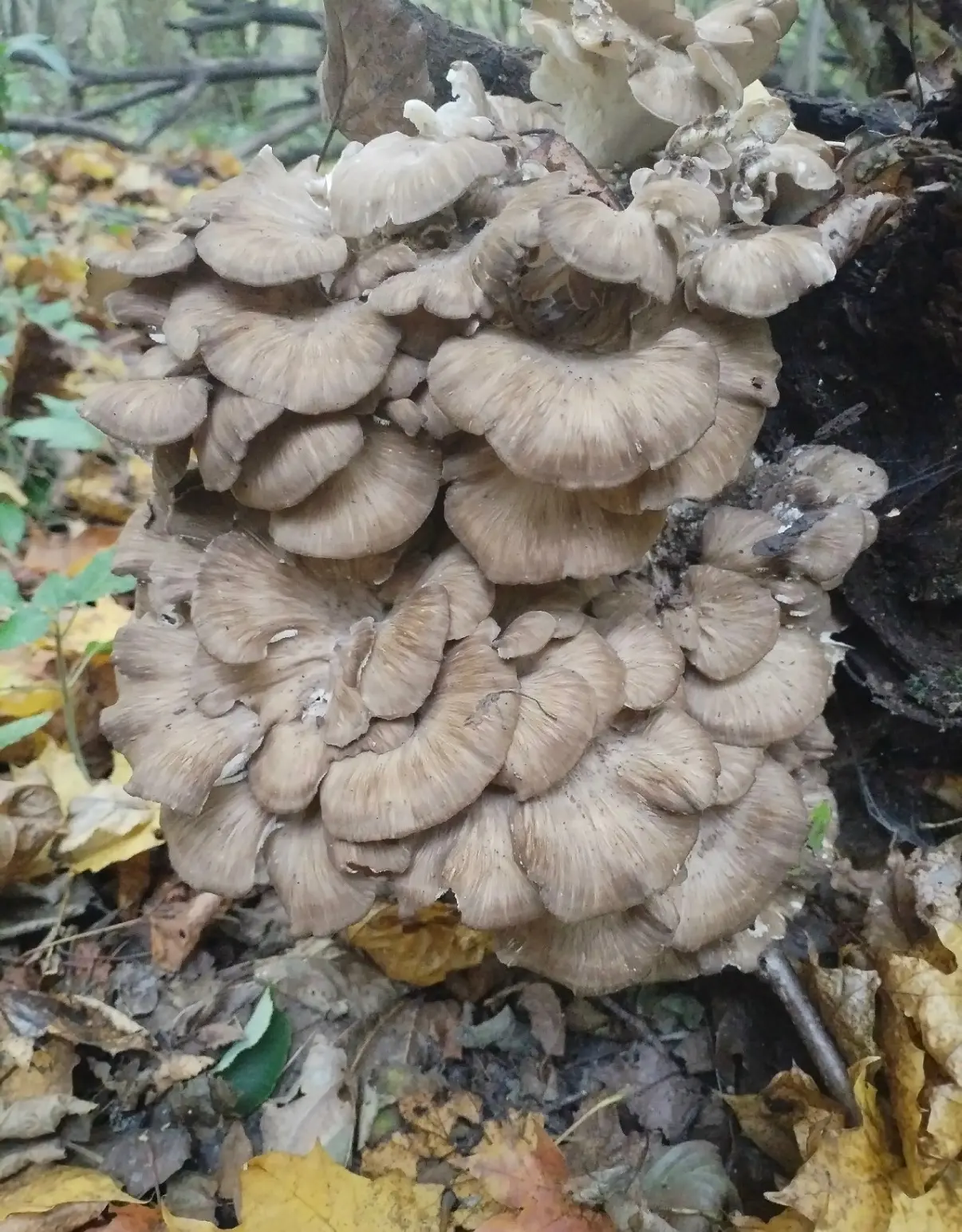 Вот такую красоту заметили в Туле во время грибного сезона 🍄‍🟫