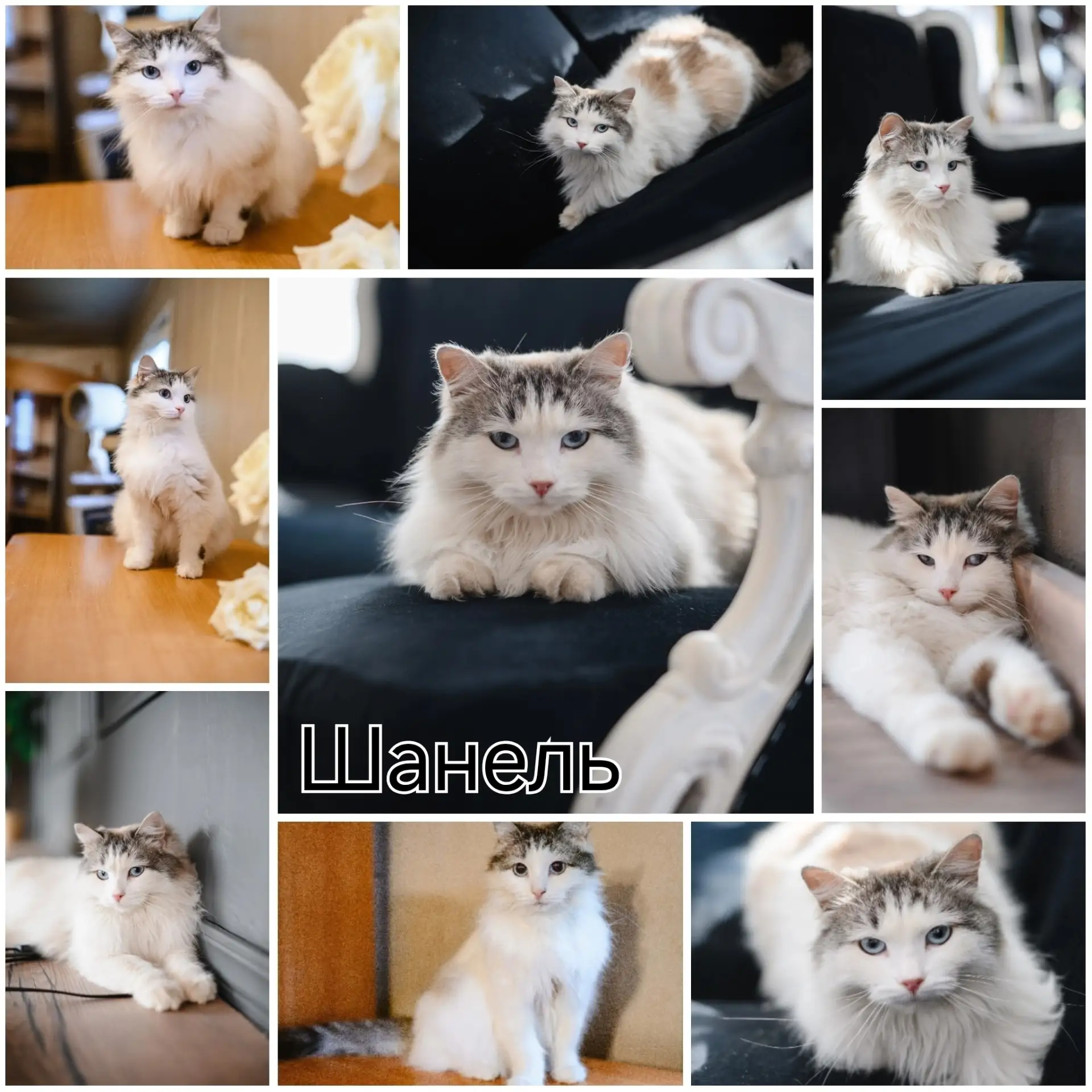🐈Знакомьтесь — Шанель, кошка с графским характером!🐱👑