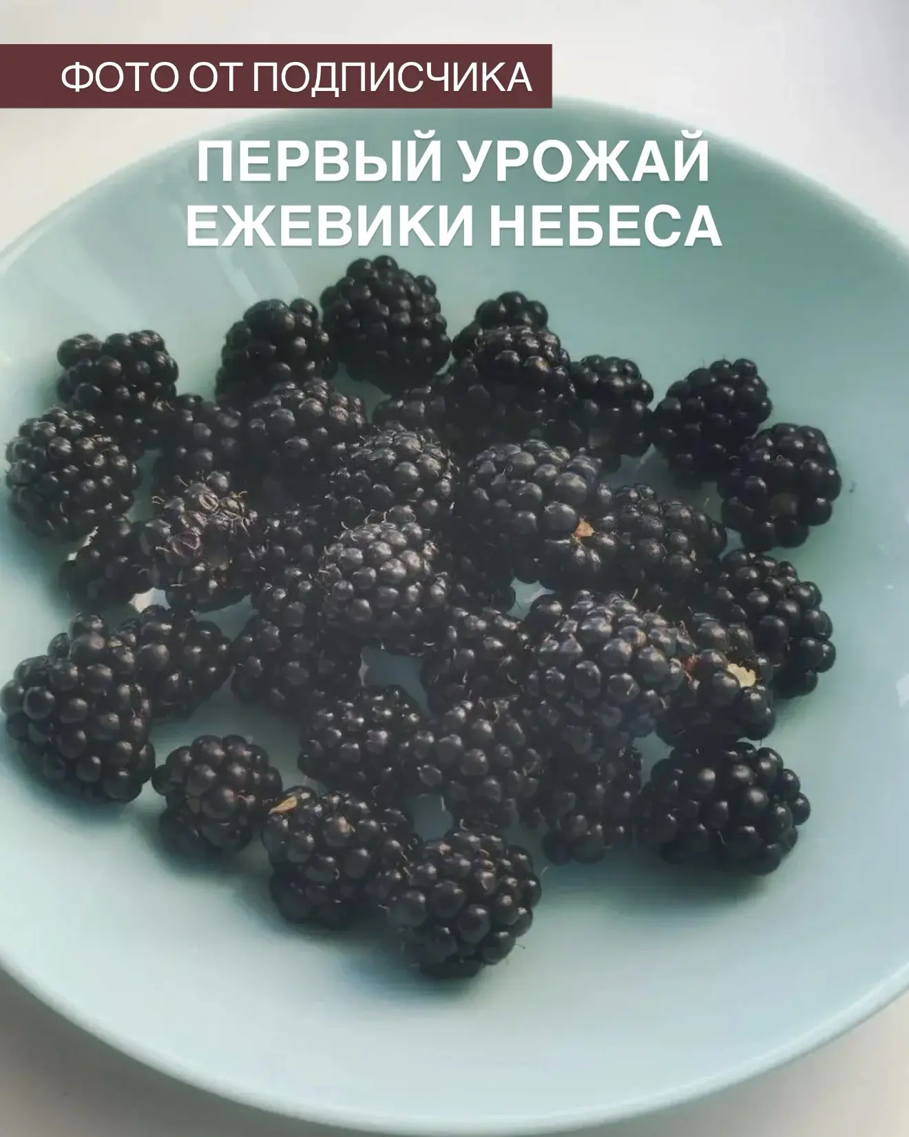 ➡️ Смотрите, какая красота! 

Это фото нам прислала наша подписчица Наталья - и это её первый урожай