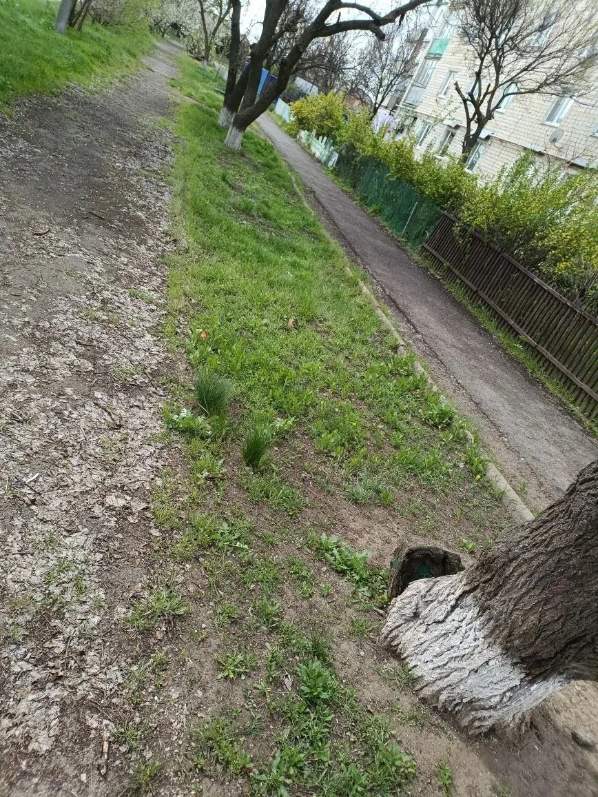 🧹 Сотрудники филиала Детской школы искусств имени Минченкова провели очередную уборку территории - н