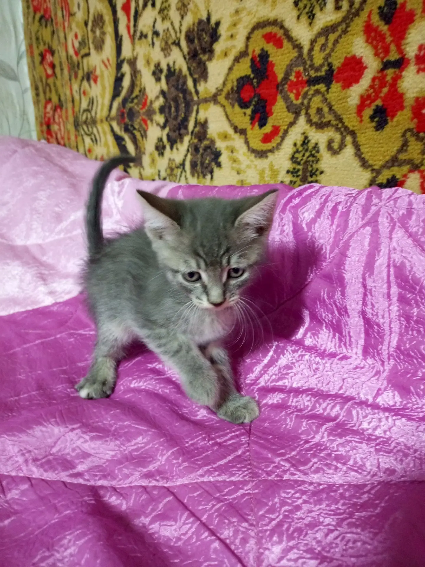 Здравствуйте, отдадим котят в добрые руки, к лотку приучены, кушают самостоятельно, род...