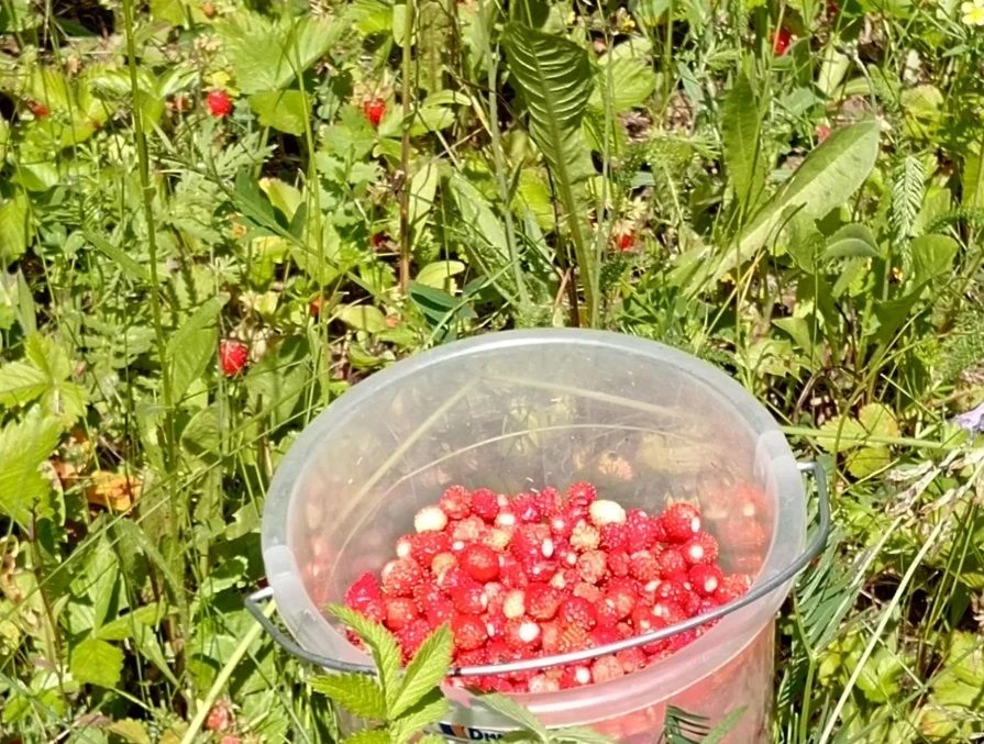 Июльдә Башкортстанда коры һава торышы көтелә.