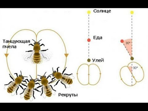 У пчёл есть собственный язык танца

Пчёлы-разведчицы, вернувшись с хорошего взятка, исполняют «виляю