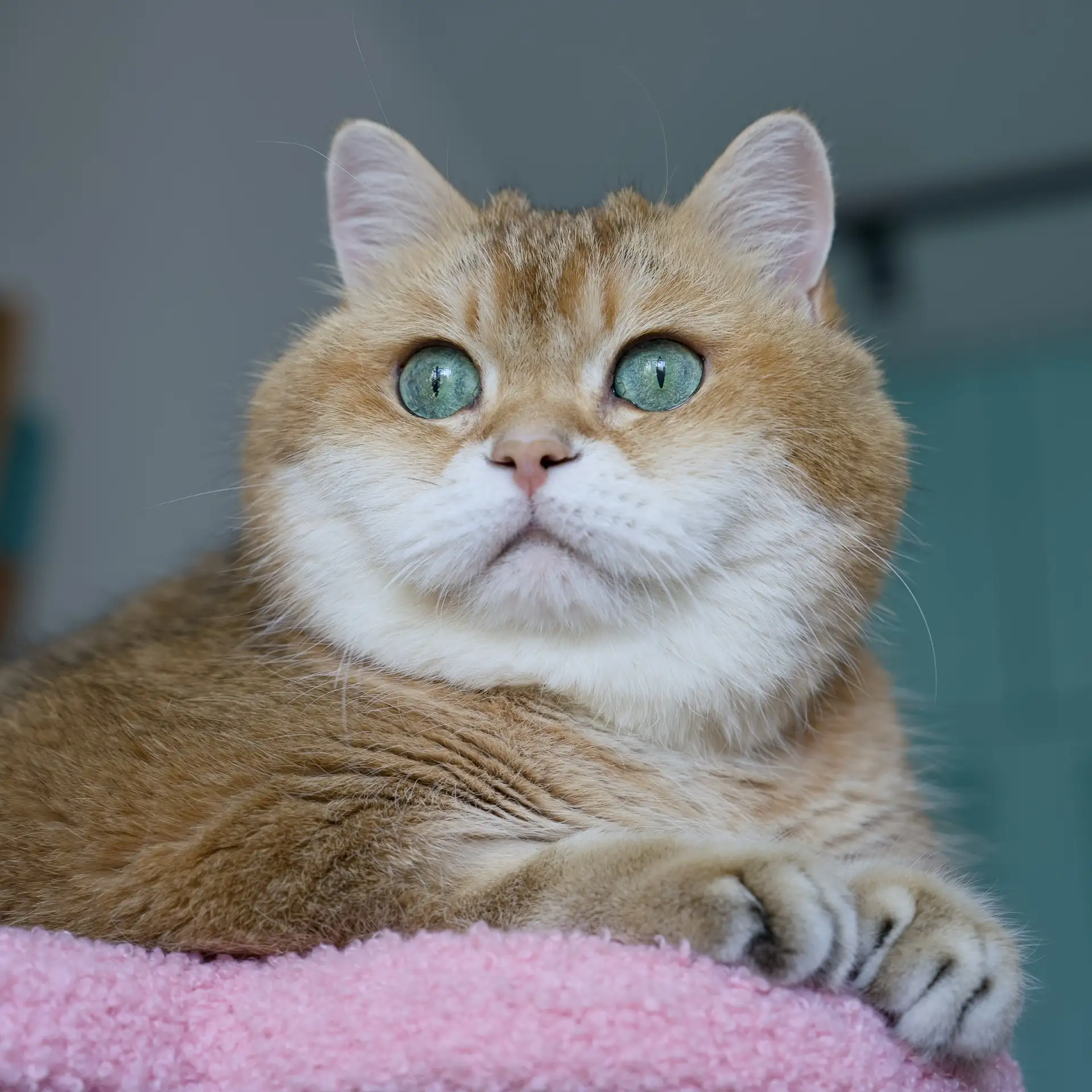 Высоко сижу, далеко гляжу 😺