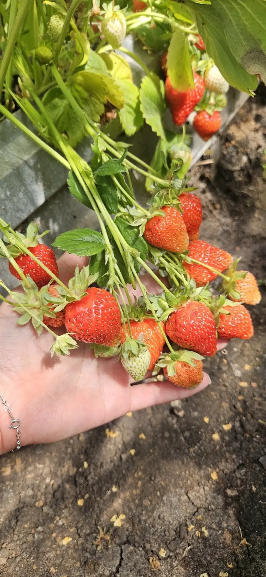 🍓🍓🍓 Сладкая, ароматная, всеми любимая ягода! 
Пока взрослые кустики земляники уже начинают радова