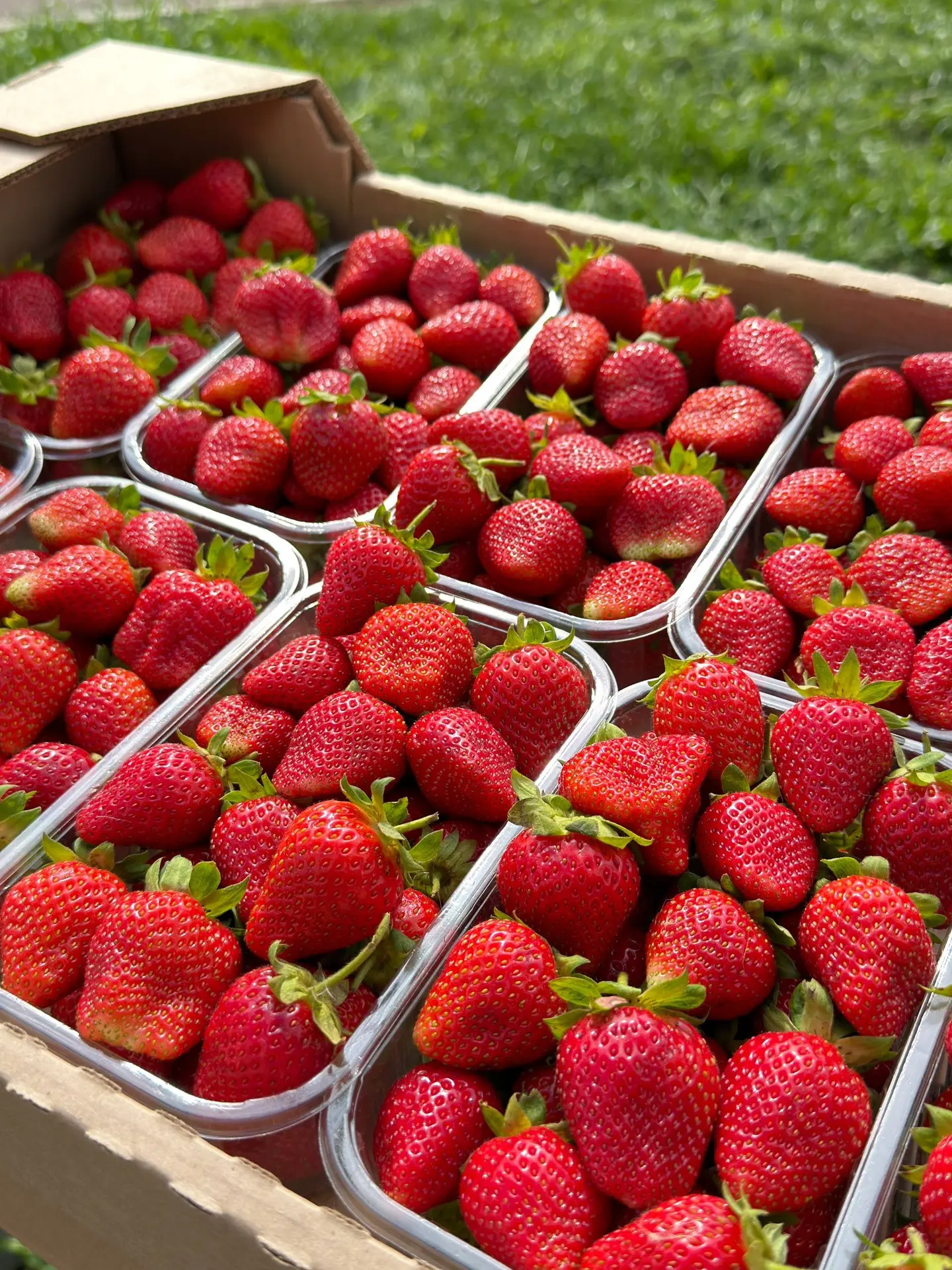 Клубника свежая 🍓