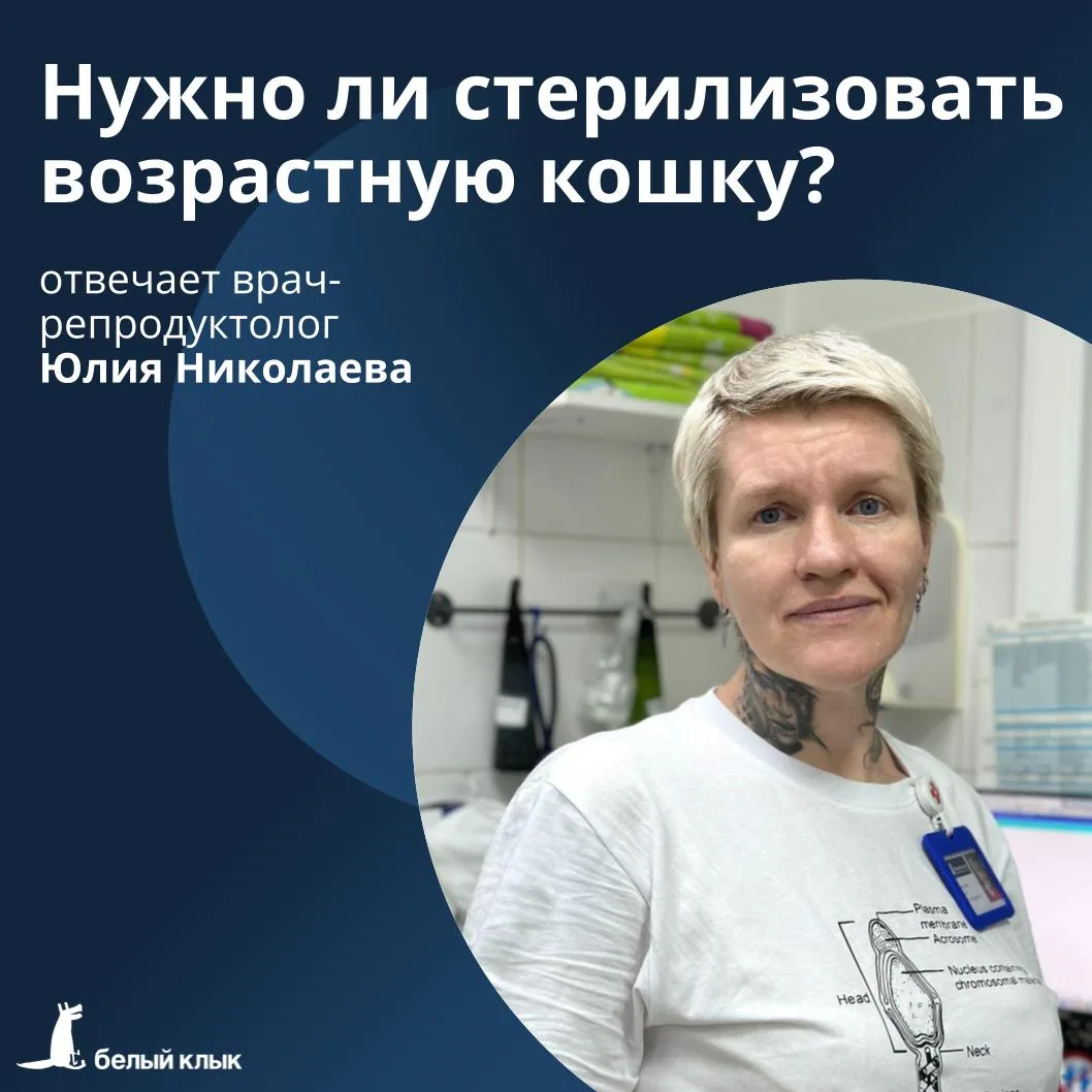 Нужно ли стерилизовать возрастную кошку? 🐱