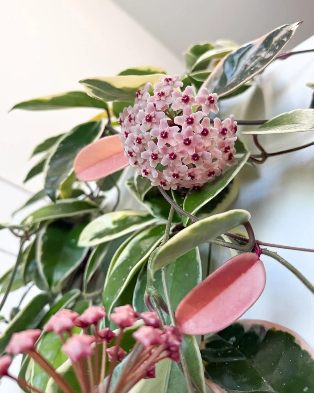 🌸 Хойя карноза ‘Krimson Queen’ ❤️