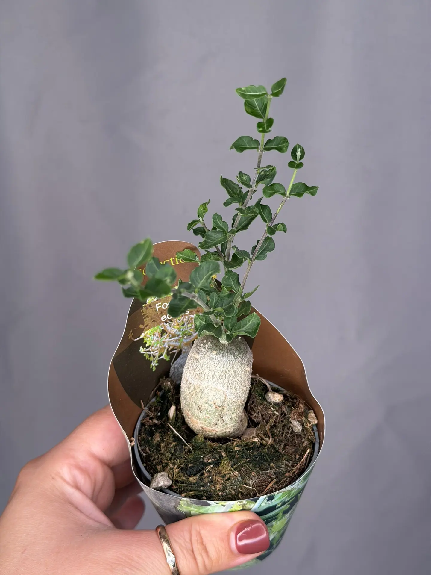 Фокея Edulis