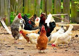 🐣Молодняк сельскохозяйственной птицы необходимо приобретать только в местах легальной ...