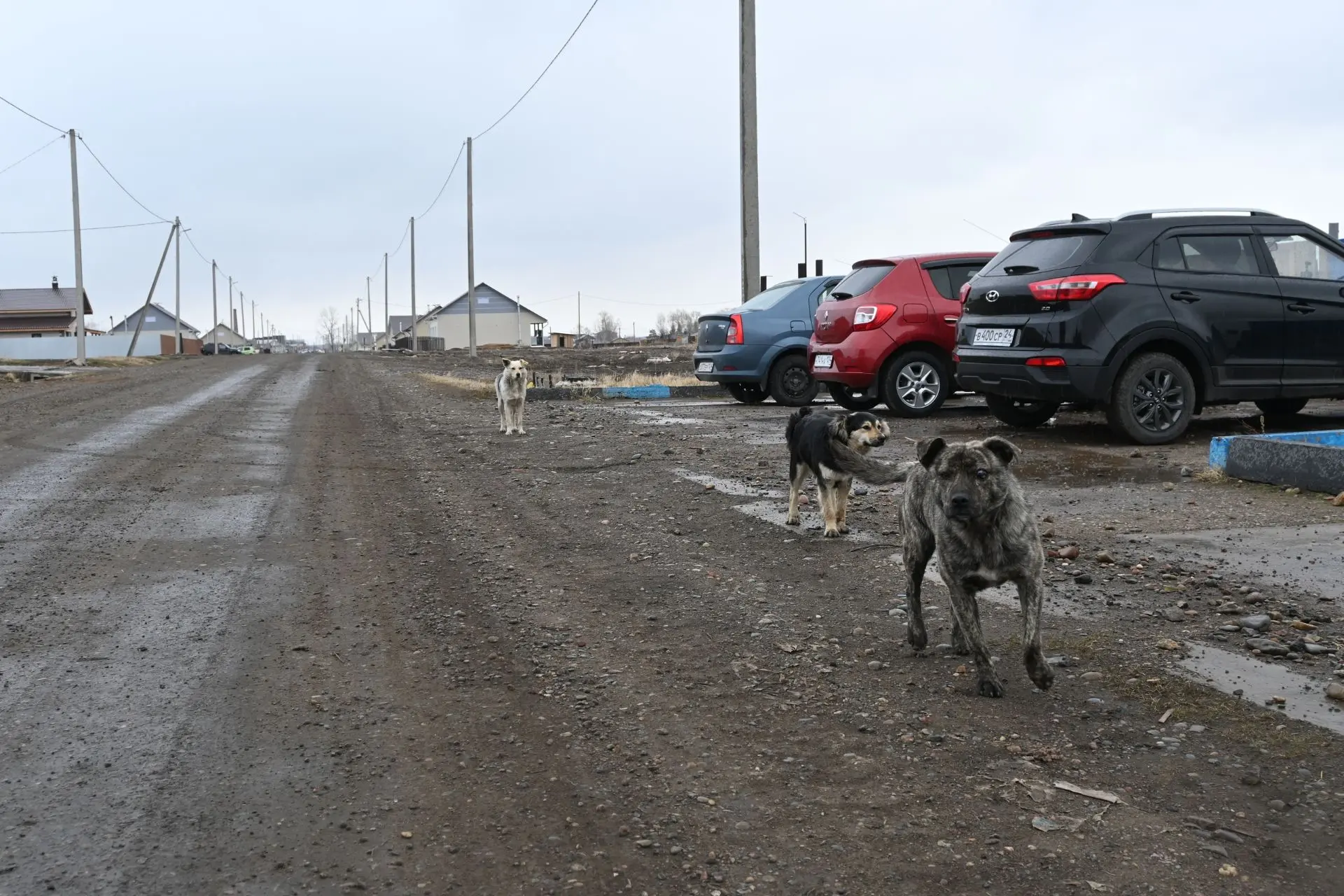 ОТЛОВ ЖИВОТНЫХ