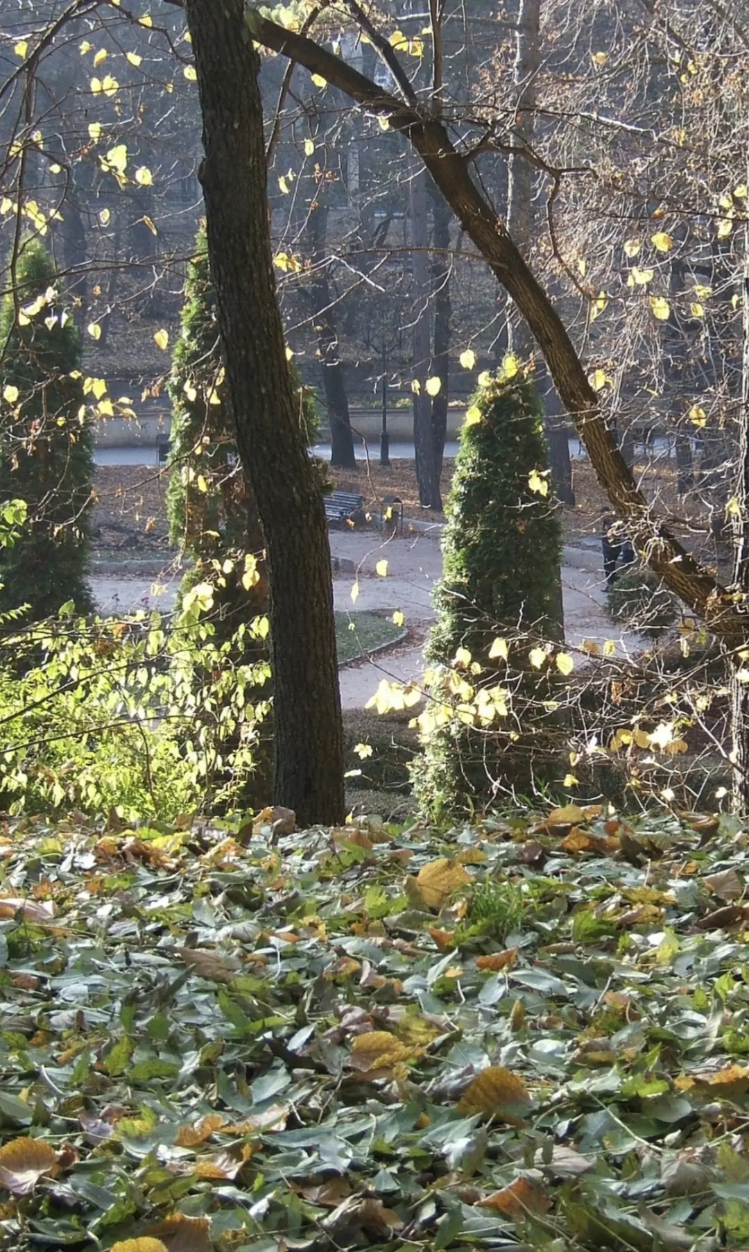 С солнечными выходными всех и легкой рабочей недели🍁🌤🧚