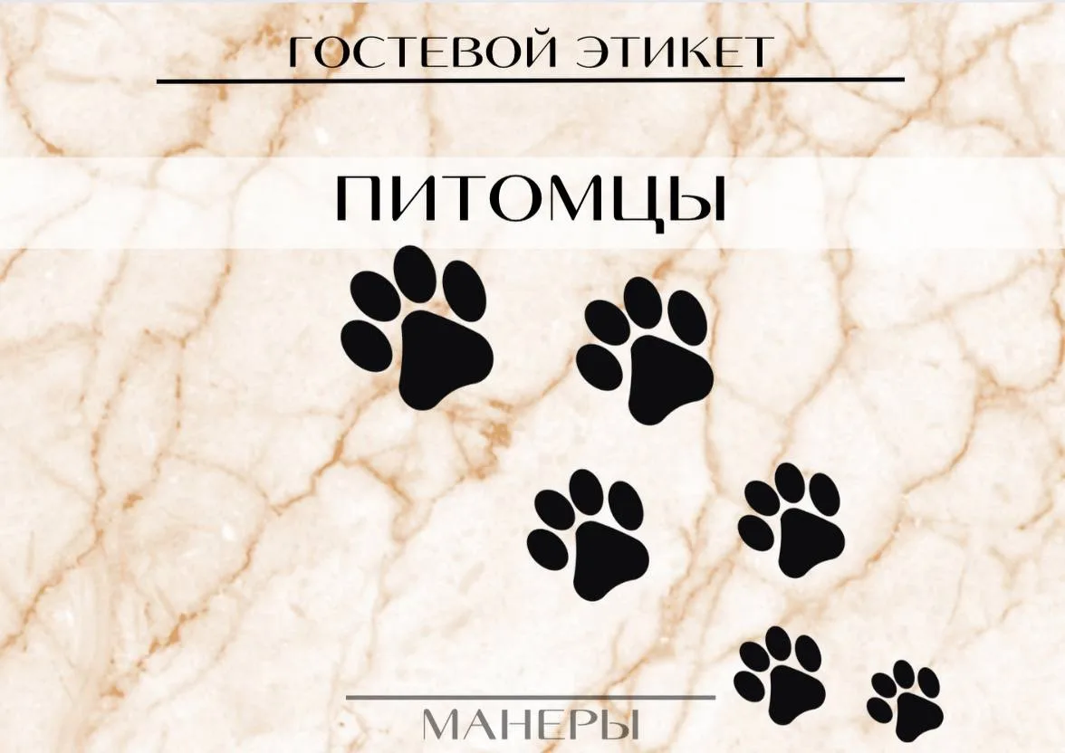 Домашние животные 🐈‍⬛