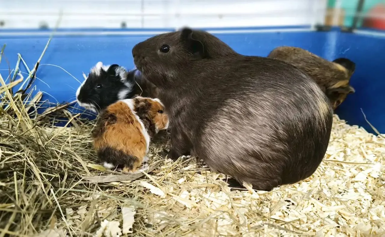 🐹 В самарском зоопарке у морских свинок — прибавление 💞
