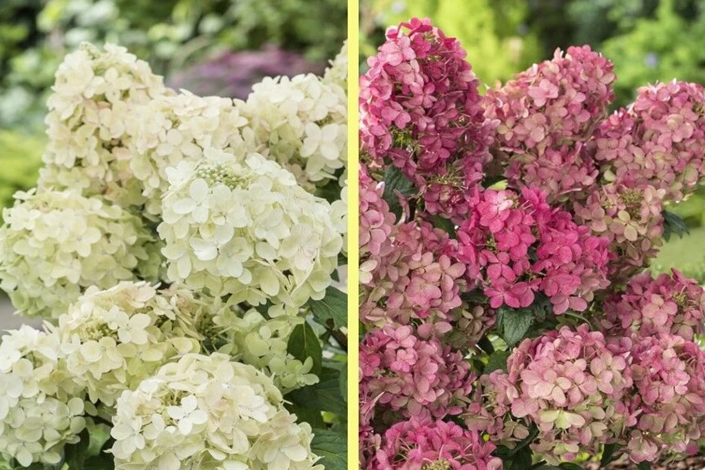 🌸Гортензия метельчатая «Petite Star» (Петит Стар)

Компактный сорт, высотой 50-60 см, шириной 80-90
