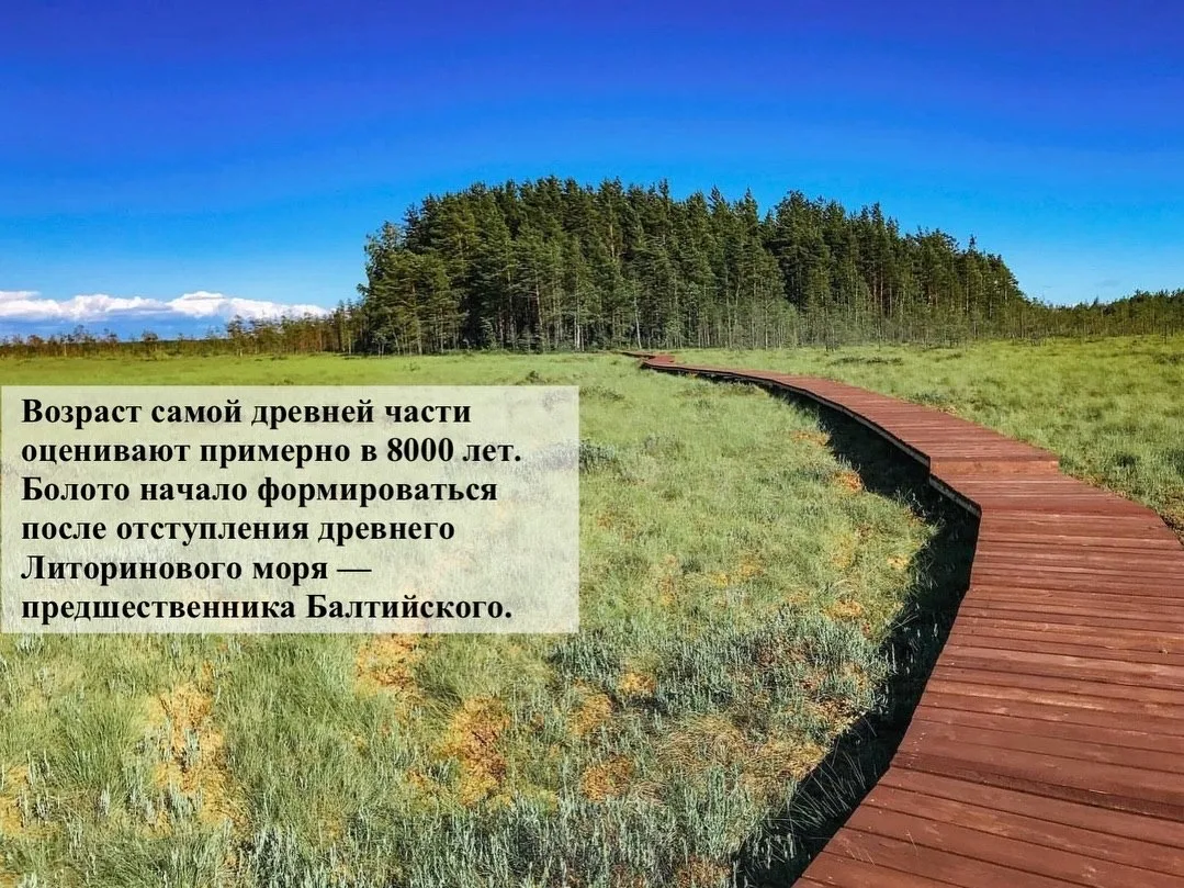 Как добраться до экотропы в заказнике «Сестрорецкое болото»: