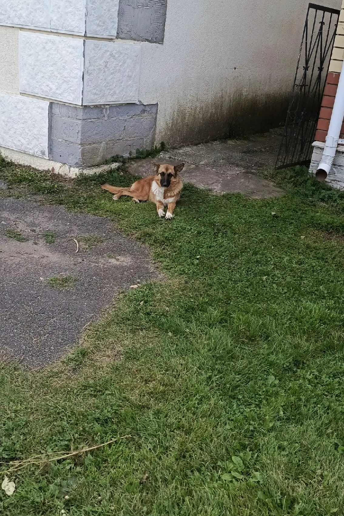 🐾 Срочно ищем дом для чудесной собаки! 🐾