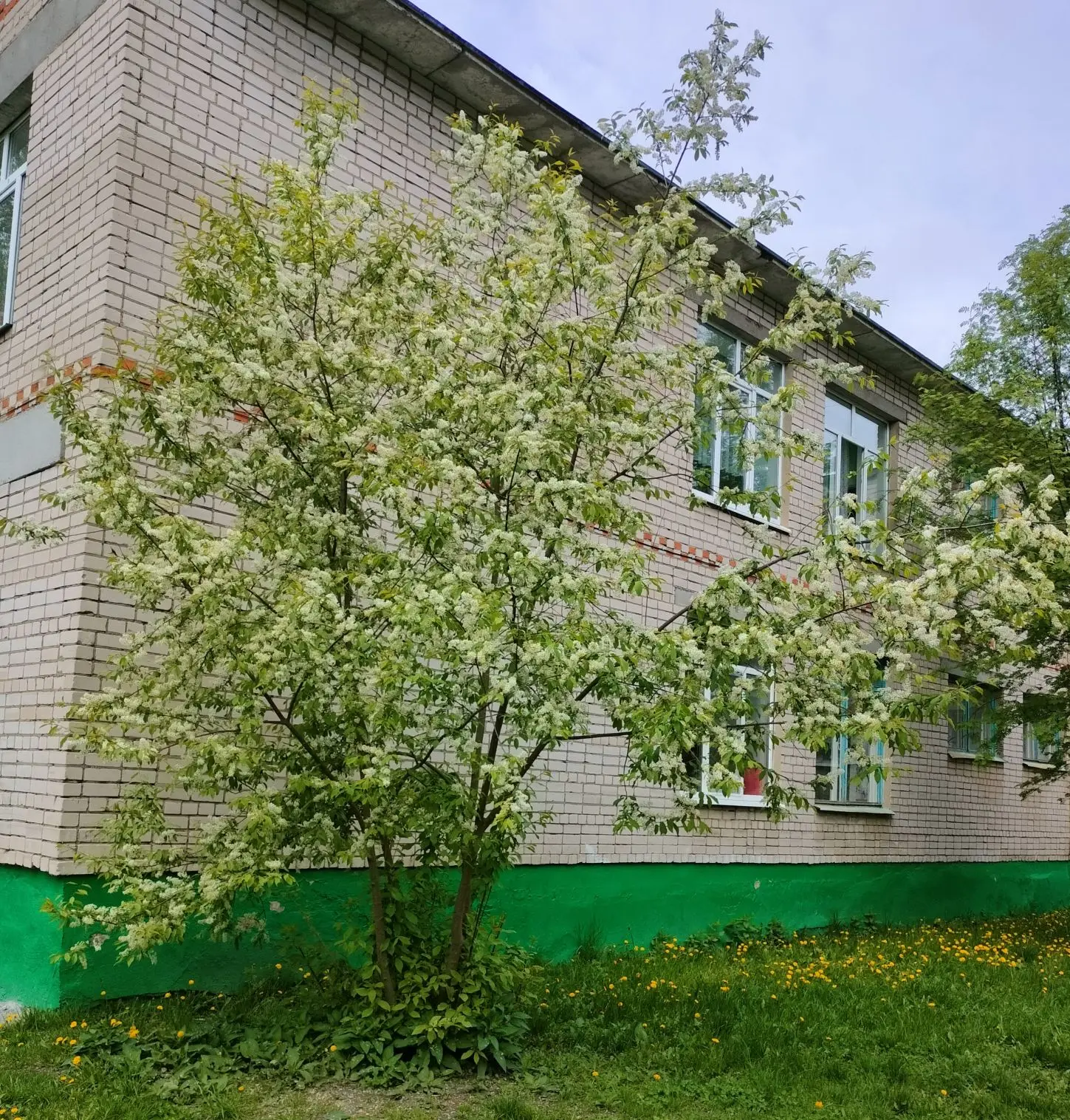 🌱Весна в этом году щедра на краски.💛💚❤🧡

Каждый день наши ребята выходят на прогулку и видят это